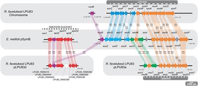 Exopolysaccharide Characterization of Rhizobium favelukesii LPU83 and Its Role in the Symbiosis With Alfalfa